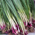 escallion (per kg)