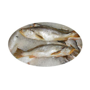 Bangamary Fish per Kg - 2.2 Lb