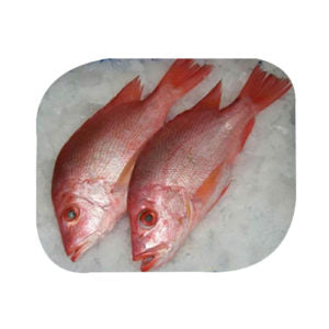 Lane/red Snapper Bulk per Kg - 2.2 Lb