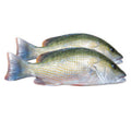 Mangrove Snapper per Kg - 2.2 Lb
