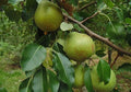 Anjou Pears